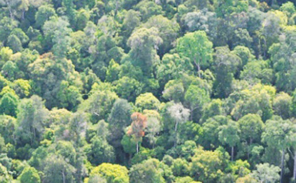 Les forêts tropicales en danger