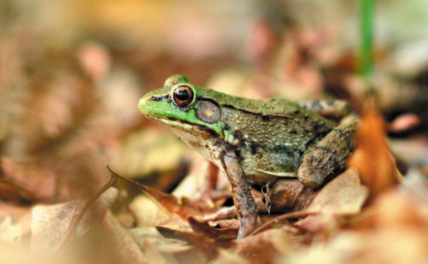 Plus de grenouilles femelles que de mâles dans les banlieues américaines