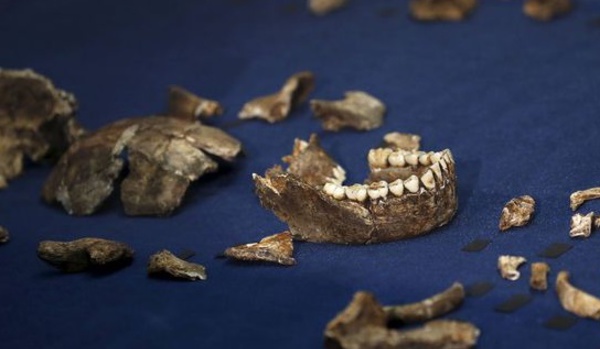 Découverte en Afrique du Sud de l’Homo naledi