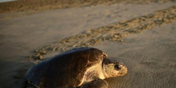 Insolite : Oeufs de tortues