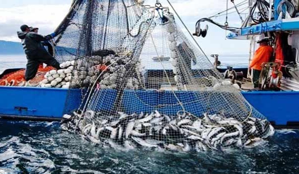 Port de Tarfaya: Légère hausse des débarquements de pêche à fin août (ONP)