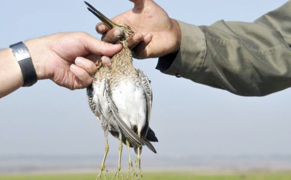 Ouverture de la saison de la chasse dans l'Oriental