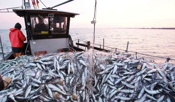 Port de Dakhla: Hausse de 9% des débarquements de la pêche à fin septembre