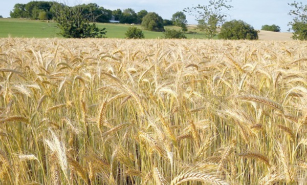 Journée mondiale de l'alimentation La protection sociale est de mise