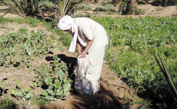 Le Plan Maroc Vert creuse les sillons de l’inégalité