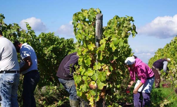 L'exploitation de travailleurs viticoles marocains une nouvelle fois en procès en Gironde