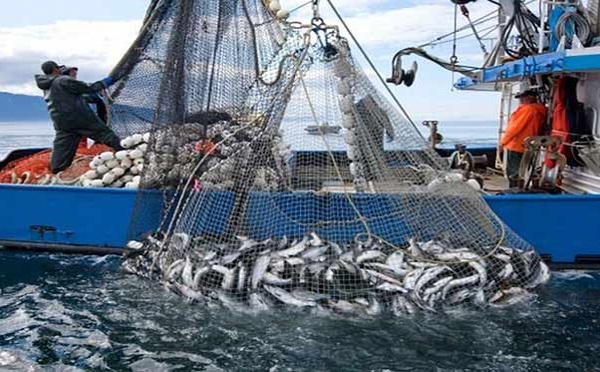 Industrie de la pêche : Un CA à l’export avoisinant 31 MMDH en 2023