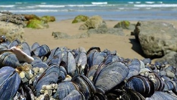 Agadir : Interdiction de la récolte et la commercialisation des produits conchylicoles issus des zones Tamri-Cap Ghir et Imi Ouaddar