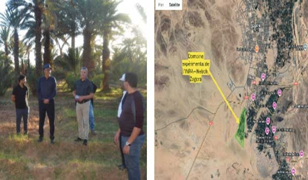 RECIT D'UN LIEU. Zagora : Domaine expérimental du palmier dattier l’INRA