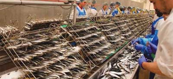 Industrie de la pêche : un CA à l’export avoisinant 31 MMDH en 2023