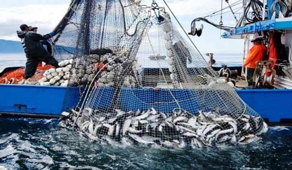 Port de Safi : Les débarquements de la pêche en baisse de 10% à fin octobre