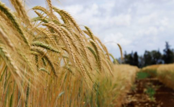 Guelmim-Oued Noun : Commercialisation de plus de 1.000 Qtx de semences sélectionnées au cours de la campagne agricole 2024-2025