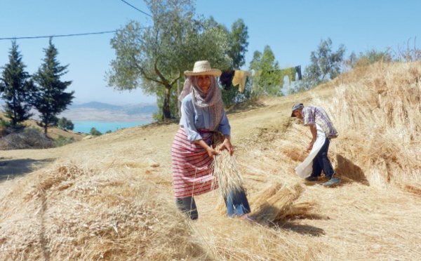 Quelles marges de manœuvre pour l’agriculture marocaine face à la contrainte hydrique ?