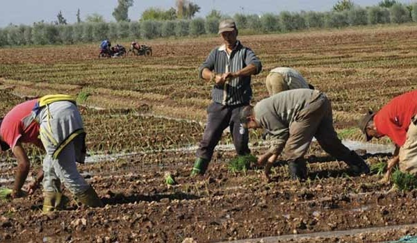 Taza : Plus de 45.000 agriculteurs bénéficient de la protection sociale