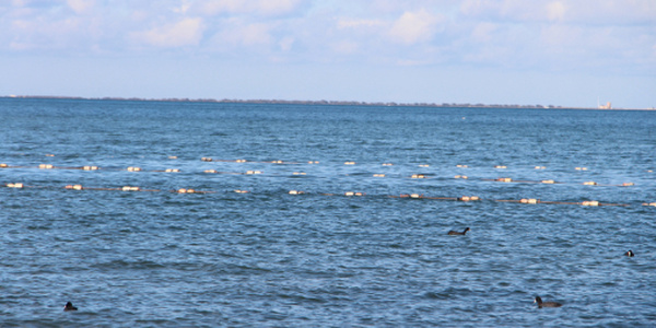 Aquaculture durable : Le Maroc, un modèle pour les pays africains