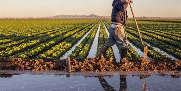 Effets bénéfiques des récentes pluies sur l'agriculture et les ressources hydriques dans la région de Souss-Massa