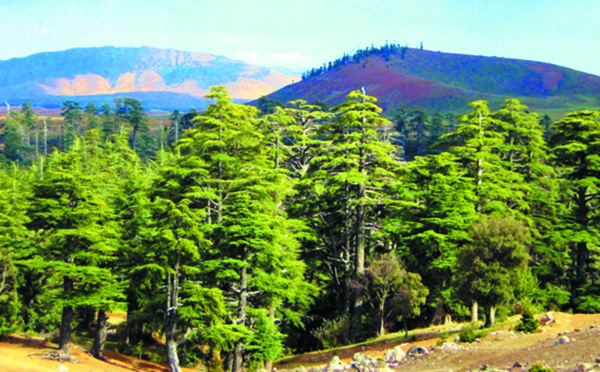 Financement de la conservation des forêts des  provinces de Taza, Taounate, Guercif et Al-Hoceima