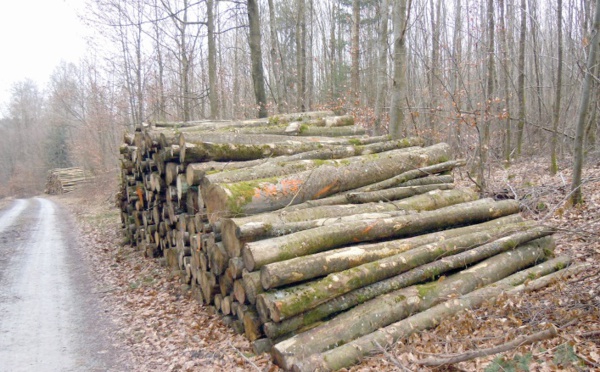 Série de mesures pour réduire la pression sur le bois de chauffage dans le Haut Atlas