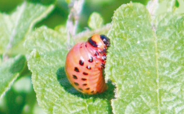 Menace sur les plantes indispensables à l’alimentation humaine