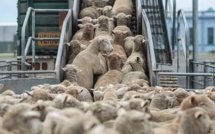 Moutons subventionnés. Spéculateurs engraissés, consommateurs plumés