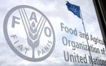 La FAO exprime ses remerciements à SM le Roi et au Maroc