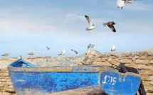 Les goélands et mouettes, ces oiseaux marins qui embellissent le ciel d'Essaouira