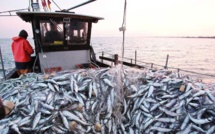 Port de Laâyoune: Les débarquements de pêche reculent de 46% à fin mai