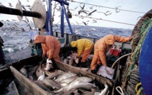 Port de Sidi Ifni : Hausse de 23% des débarquements de la pêche à fin mai