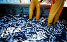 Port de Safi: Baisse de 31% des débarquements de la pêche au premier semestre 2024