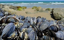 Zones Tamri-Cap Ghir et Imi Ouaddar: Interdiction de la récolte et de la commercialisation des coquillages