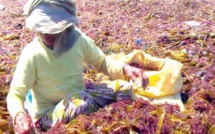 Les algues marines, poumon économique et écologique des côtes d'El Jadida