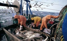 Ports situés sur la Méditerranée : Baisse de 13% des débarquements de pêche à fin septembre