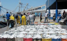 Port de Larache: Hausse de 10% des débarquements de pêche à fin septembre