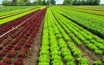 L'agriculture biologique, une alternative viable pour construire un avenir agricole plus sûr et prospère