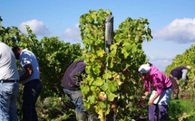 L'exploitation de travailleurs viticoles marocains une nouvelle fois en procès en Gironde