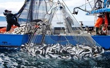 Port de Safi : Les débarquements de la pêche en baisse de 10% à fin octobre