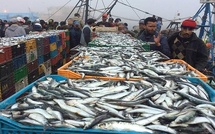 Port de Lamhiriz : Les débarquements de la pêche en hausse de 12% à fin novembre 2024