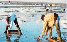 Tamri-Cap Ghir : Levée de l'interdiction sur le ramassage et la commercialisation des produits conchylicoles